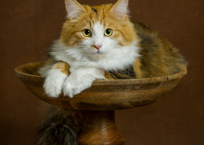 Cat Photography