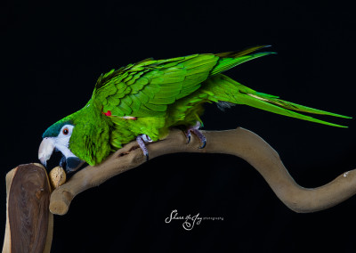 Bird Photography
