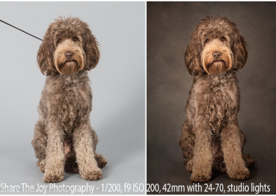 Pet photography mentoring