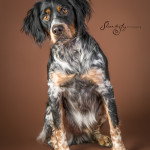 Studio Image of Brittany Spaniel