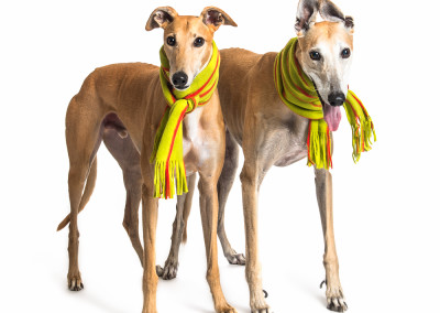 Greyhound