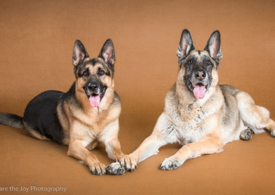 German Shepherd Best Friends